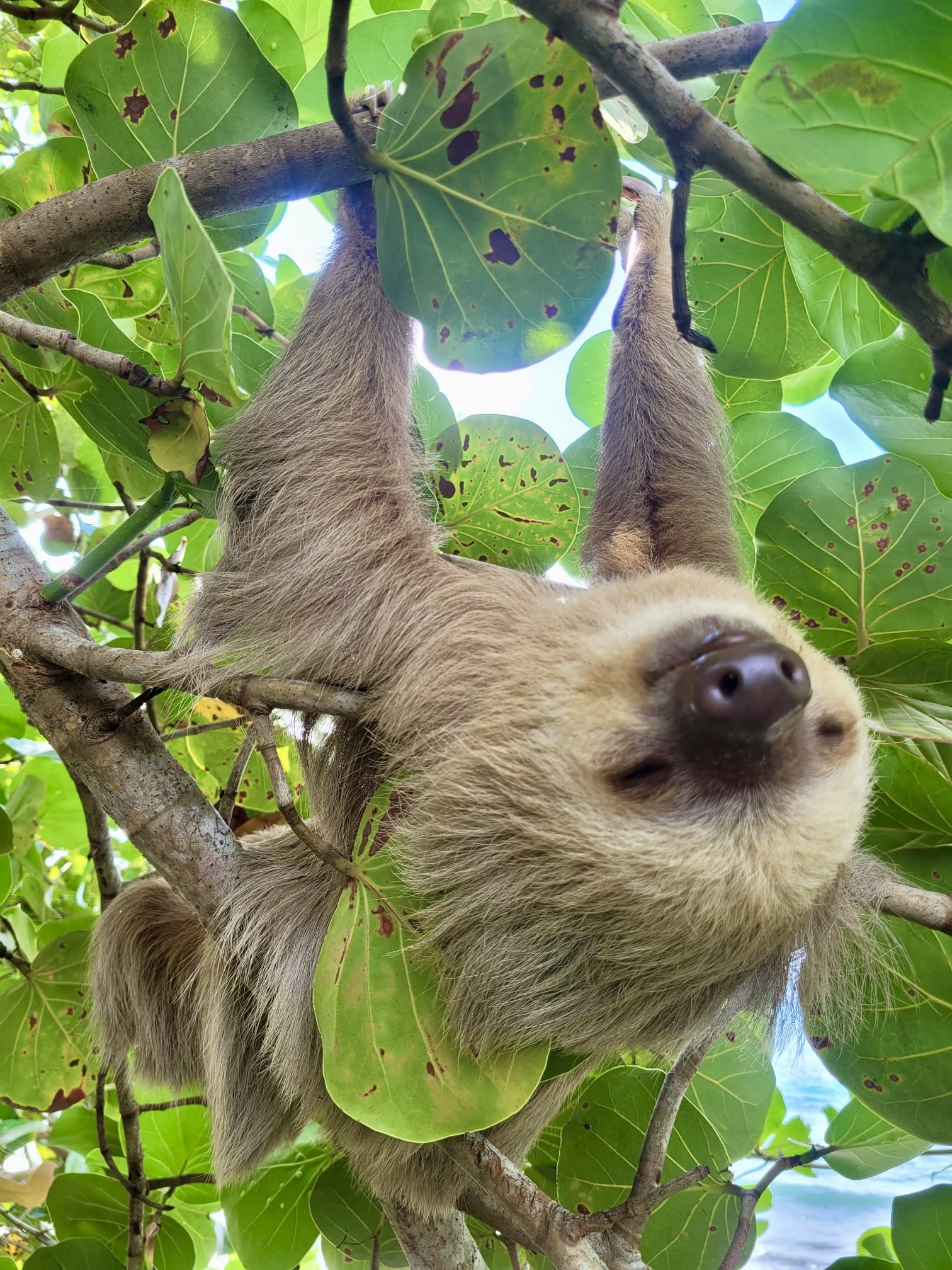 Two-toed sloth hanging from a tree in the wild near Casa Mambo Costa Rica